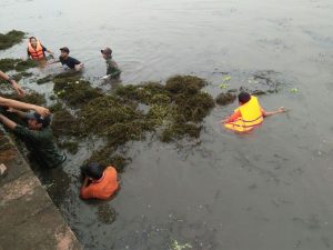 Untung Sangaji Bilang Ganggang Hydrilla Berukuran Besar Banyak Tumbuh di Danau Toba