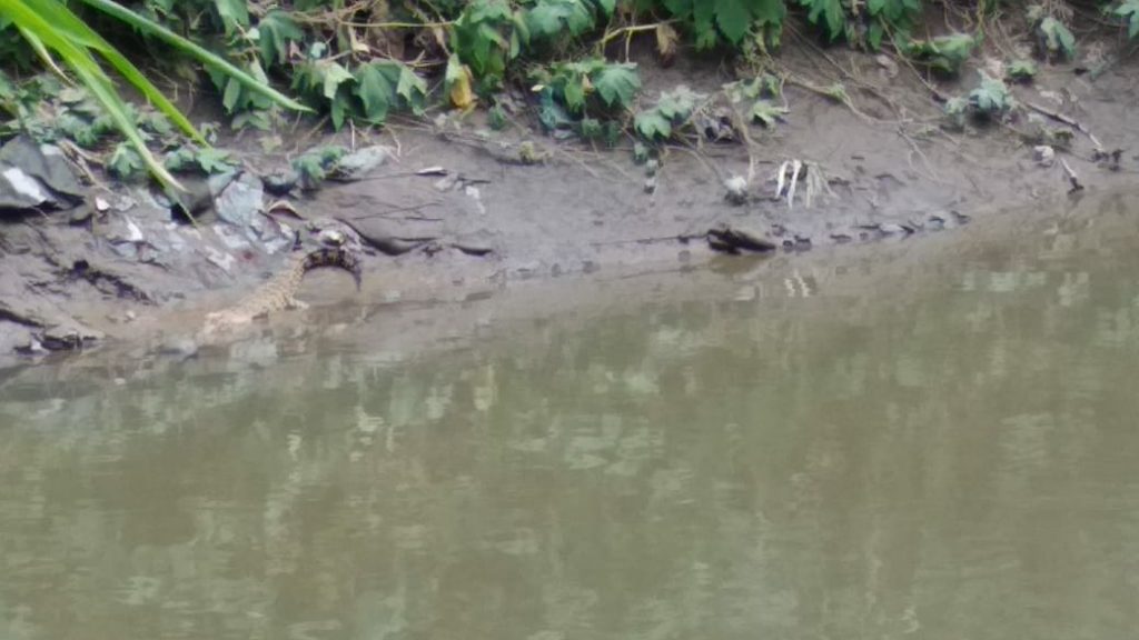 Tim BKSDA Turun Cek Lapangan Penemuan Buaya