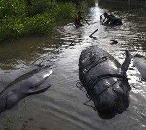 Delapan Kilogram Sampah Plastik Ditemukan Dalam Perut Paus Mati Di Thailand