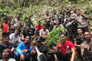 Satu Hektar Ladang Ganja Ditemukan di Nias Selatan