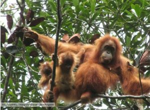 Anak Orangutan Kembar Berhasil Ditemukan di Batang Toru
