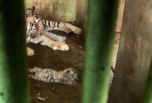 Setelah Harimau Benggala, Medan Zoo Tunggu Kelahiran Anak Si Manis