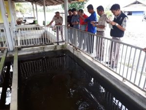 Sosialisasikan Permen KP, BKIPM Sumut Amankan 21 Ikan Predator