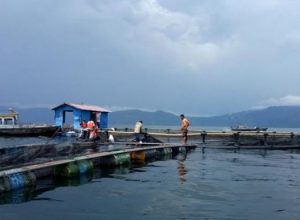 Kajian Ekosistem Danau Toba Selesai Dilakukan, LIPI Rekomendasikan KJA Tak Boleh Lebih Dari 543 Unit