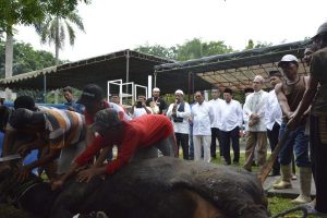 Rayakan Idul Adha 1439 H, Pelindo 1 Sembelih 21 Hewan Kurban