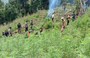 Tim Gabungan Temukan Ladang Ganja 3,5 Hektar di Pegunungan Tor Sihite