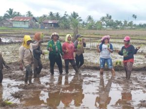 Gotong Royong Bersama Masyarakat, Emma Erwani Ikut Bertanam Padi