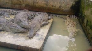 Sungai Meluap, 5 Buaya Muara Masuk ke Saluran Irigasi