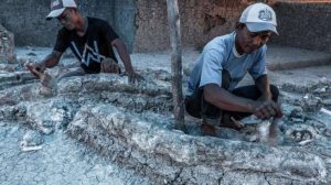 Gali Tanah Untuk Bangun Kakus, Warga Malah Temukan Fosil Gading Gajah Purba