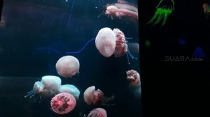 Jelang Musim Liburan , Sea World Hadirkan Koleksi Ubur-ubur
