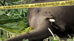 Gajah Liar Tanpa Gading Ditemukan Mati di Provinsi Aceh