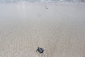 Koservasi Penyu Tapteng Lepaskan Puluhan Ekor Anak Penyu di Perairan Pantai Binasih