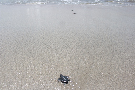 Koservasi Penyu Tapteng Lepaskan Puluhan Ekor Anak Penyu di Perairan Pantai Binasih