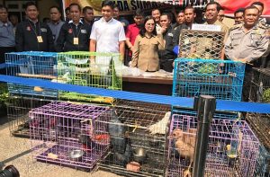 Ungkap Penjualan Belasan Burung Langka, Polda : Sumut Tujuan Peredaran Hewan Langka