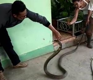 Warga Perumahan Royal Citayam Residence Diteror Puluhan Ular Kobra