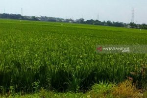 Memasuki Musim Kemarau, Ini Yang Dilakukan Oleh Pemprovsu Untuk Petani
