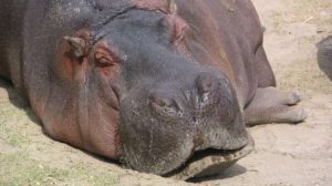Puluhan Kuda Nil Di Taman Nasional Ethiopia Mendadak Mati Secara Misterius