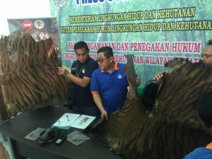 Jual Kulit Harimau, Petani Asal Langkat Ini Diamankan Polisi