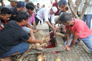Idul Adha Di Besitang, Wakil Gubernur Sumut Sembelih Hewan Kurbannya Sendiri