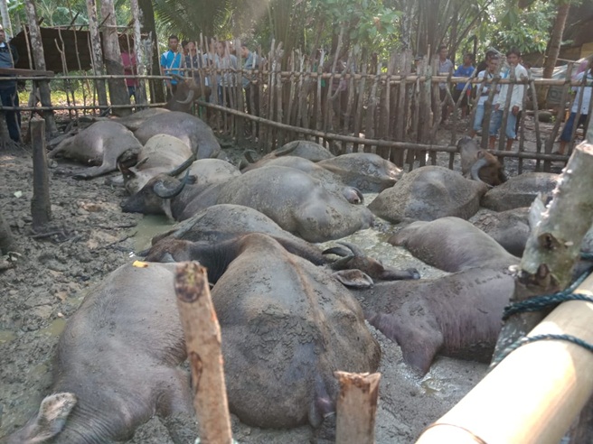 Disambar Petir, Seorang Pengembala Dan 19 Ekor Kerbau Tewas