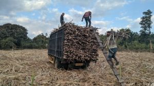 Demi Swasembada Gula, Kementan Lakukan Sejumlah Reformasi Perizinan