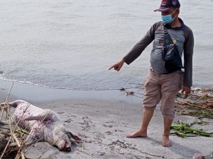 Tak Hanya Di Medan, Bangkai Babi Juga Ditemukan di Pantai Labu