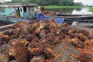 Meski Alami Kenaikan, Pengamat Ekonomi Nilai Harga CPO Belum Ditopang Dengan Kuat
