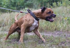 Bocah Yang Diserang Anjing Pitbull Masih Jalani Perawatan Intensif