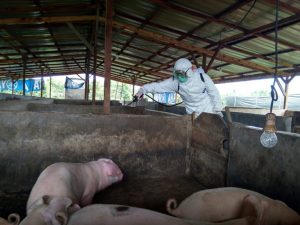 Antisipasi Virus Kolera Babi, Pemkab Karo Larang Peternak Beli Babi dari Luar Daerah
