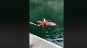 Salah Pilih Lawan, Elang Ini Nyaris Jadi Santapan Gurita