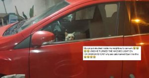 Kucing Selamat Berkat Kepintarannya setelah Terjebak di Dalam Mobil