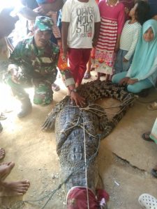 Babinsa Koramil 17/Natal Bersama Masyarakat Amankan Buaya Liar Yang Resahkan Warga