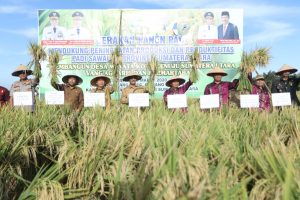 Gerakan Panen Padi Di Kec. Rawang Panca Arga Diikuti Gubsu, Bupati dan Forkopimda Asahan