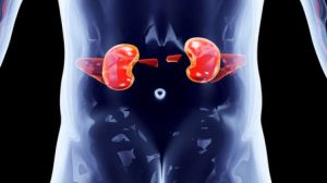 Tak Cuma Paru-Paru, Virus Covid-19 Ternyata Juga Merusak Ginjal dan Organ Lain