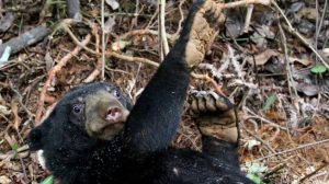 Lepas dari Kandang, 2 Beruang Madu Berkeliaran Dihalaman Warga
