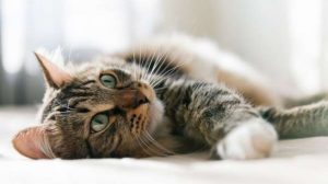 Tertular Majikan, Kucing Peliharaan Terinfeksi Covid-19