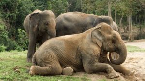 Gajah Ngamuk, Seorang Petani Tewas Terinjak