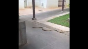 Sepi Karena Lockdown, King Kobra Sepanjang 3 Meter Jalan-Jalan di Stasiun MRT Singapura