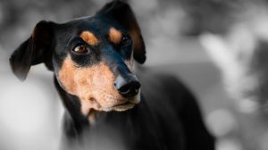 Peneliti Uji Kemampuan Anjing Untuk Endus Virus Corona