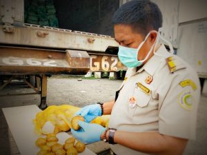 Ditengah Pandemi, Ekspor Kentang Sumut Tembus 412,2 Ton
