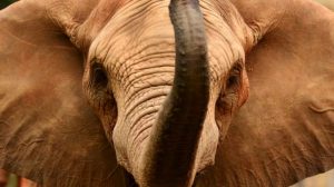 154 Gajah Mati Secara Misterius di Afrika Selatan