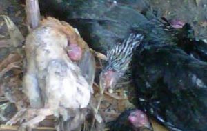 Ratusan Ternak Ayam Di Taput Mati Mendadak, Diduga Diserang Virus Tetelo