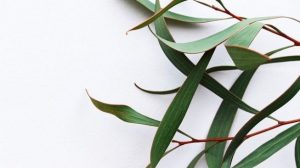 Penelitian : Senyawa Aktif Eukaliptus Bisa Hambat Pertumbuhan Virus Corona