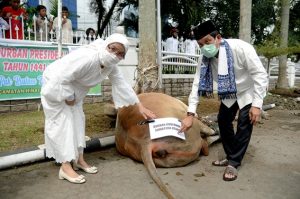 Idul Adha, Pemprov Sumut Kurbankan 154 Sapi