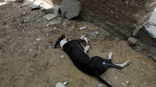 Pandemi Covid-19, Banyak Hewan Terlantar dan Kelaparan