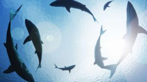 Alamak, Ada Mikroplastik dan Serat Sintetis di Perut Hiu Dasar Laut