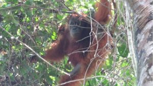 BBKSDA Sumut Lepasliarkan ‘ Maria’  Orangutan Sumatera ke TNGL
