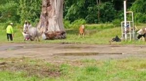 Kerbau Ngamuk saat Mau Dipotong, Dua Warga Kena Seruduk