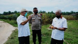 Bupati Tinjau Danau Teratai di Kecamatan Tinggi Raja dan Kebun Jagung 