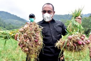 Produksi Bawang Merah di STM Hulu Meningkat, Edy Ungkap Kegembiraannya